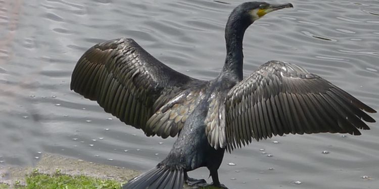 Hvis lønsomheden i fiskeriet skal op – så skal skarvbestanden ned. arkivfoto