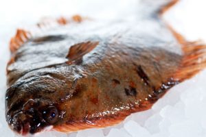 Skrubbe - Butt Flounder - Platichthys flesus - FiskerForum