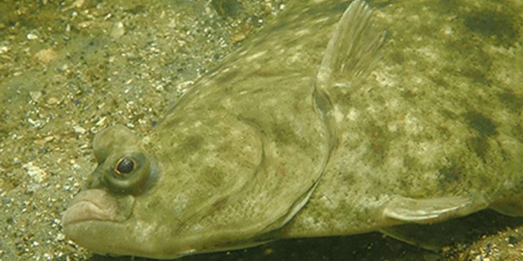 Fra flere hundrede skrubber til næsten ingen i dag foto: Fiskepleje.dk