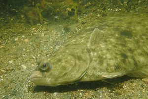 DTU Aqua betaler 100 kroner for et skrubbehoved – og det er mange gange mere, end mange erhvervsfiskere får for hele fisken på auktionen. foto: dtu fiskepleje / Claus Helleroee