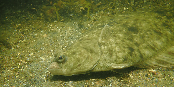 DTU Aqua betaler 100 kroner for et skrubbehoved – og det er mange gange mere, end mange erhvervsfiskere får for hele fisken på auktionen. foto: dtu fiskepleje / Claus Helleroee