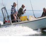 Småbåds-fiskerne sender åbent brev til ordførere samt ministre omkring sælerne foto: småbådsfiskerne