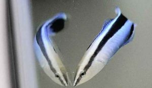 Rensefisk genkender sig selv i spejlet - Osaka Metropolitan Uni