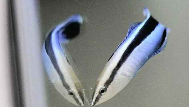 Rensefisk genkender sig selv i spejlet - Osaka Metropolitan Uni