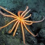 Den sagnomspundne dybhavssøstjerne Brisinga lever i mørket på 1.000 meters dybde i Sognefjorden. Selvom den er fuldstændig blind, udsender den et markant lys – et biologisk paradoks, som forskere i dag kæmper for at knække koden på. Snapshot - Nicholas Higgs