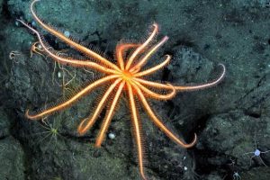 Den sagnomspundne dybhavssøstjerne Brisinga lever i mørket på 1.000 meters dybde i Sognefjorden. Selvom den er fuldstændig blind, udsender den et markant lys – et biologisk paradoks, som forskere i dag kæmper for at knække koden på. Snapshot - Nicholas Higgs