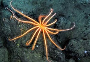 Den sagnomspundne dybhavssøstjerne Brisinga lever i mørket på 1.000 meters dybde i Sognefjorden. Selvom den er fuldstændig blind, udsender den et markant lys – et biologisk paradoks, som forskere i dag kæmper for at knække koden på. Snapshot - Nicholas Higgs