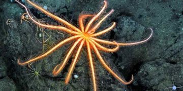 Den sagnomspundne dybhavssøstjerne Brisinga lever i mørket på 1.000 meters dybde i Sognefjorden. Selvom den er fuldstændig blind, udsender den et markant lys – et biologisk paradoks, som forskere i dag kæmper for at knække koden på. Snapshot - Nicholas Higgs