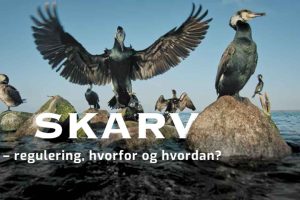 DTU-forsker advarer: De stigende skarvbestande truer nogle af vores mest sårbare fiskearter – og nu skal et nyt EU-projekt finde balancen mellem fugl og fisk. foto: Niels Vestergaard WOOF