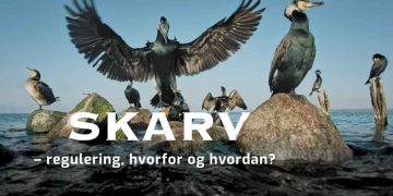 DTU-forsker advarer: De stigende skarvbestande truer nogle af vores mest sårbare fiskearter – og nu skal et nyt EU-projekt finde balancen mellem fugl og fisk. foto: Niels Vestergaard WOOF