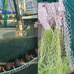 trawl- hesterejer - vadehavet - foto: fb Jens Frich