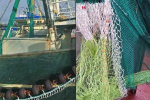 trawl- hesterejer - vadehavet - foto: fb Jens Frich