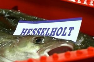 Fiskefabrik i Hanstholm ærgerlig over anmærkning fra Fødevarestyrelsen