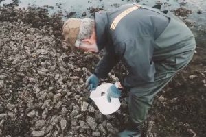 Interessen for at samle og spise østers fra Vadehavet er stigende, og det mærkes tydeligt i Ribe og omegn. Restauranterne sælger østers hver dag, flere turister booker guidede østersture, og hoteller tilbyder ophold med østers på menuen. snapshot vadehavskysten