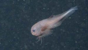 Forskere har netop opdaget tre nye arter af sneglefisk på over 3.600 meters dybde ud for Californien. Disse små, mærkelige fisk har store hoveder og geleagtige kroppe samt løs hud og smalle haler – nogle med en ›sugekop‹ på maven, som de bruger til at hæfte sig til havbunden eller andre fisk. foto: Mbari - Ung Forskning.no