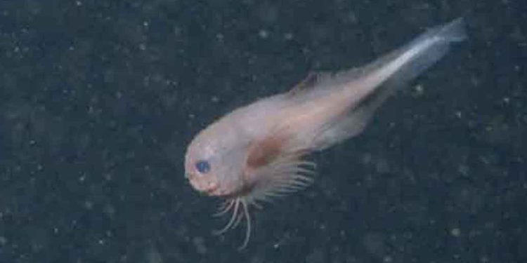 Forskere har netop opdaget tre nye arter af sneglefisk på over 3.600 meters dybde ud for Californien. Disse små, mærkelige fisk har store hoveder og geleagtige kroppe samt løs hud og smalle haler – nogle med en ›sugekop‹ på maven, som de bruger til at hæfte sig til havbunden eller andre fisk. foto: Mbari - Ung Forskning.no