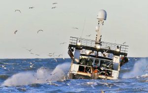 Nu får danske fiskere endelig kompensation for tabte fiskekvoter efter brexit - Foto PmrA