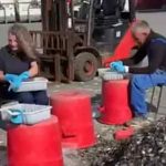 Håndsortering af blåmuslinger - vilsund blue