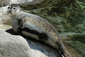 Vestkystfiskerne trætte af de totalfredet sæler.  foto: Spættede sæl -  Wikipedia