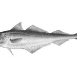 Sperling – Trisopterus esmarki
