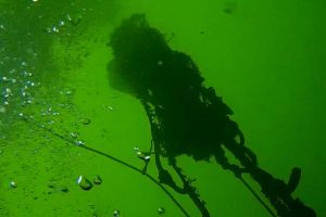 Fiskeskipperne Jens Olsen og Peter Olsen bruger det meste af deres tid på havet. I disse dage er det dog ikke kun for at fiske. Det er også for at samle gamle fiskenet, tabte redskaber og andet affald, der stammer fra fiskeriet, op fra havet: