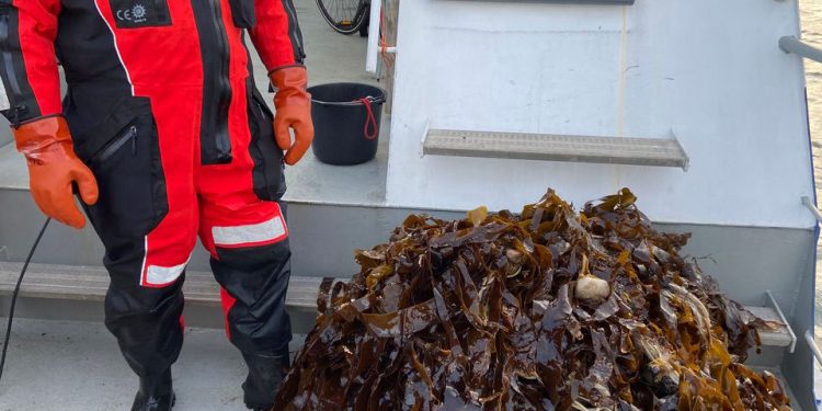 Fiskeristyrelsen bjærger 100 kg spøgelses-garn ved Glatved Strand foto: Havørnen