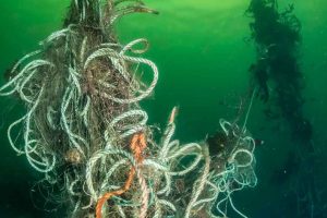 Hvert år går store mængder fiskeudstyr tabt i havet. Garn og teiner fortsætter med at fange fisk og havdyr, selv efter de er mistet, ofte med dødelig udgang for dyrene. Fænomenet kaldes spøgelsesfiskeri og er en stor kilde til plastikforurening samt ødelæggelse af havmiljøet. foto: Erling Svensen Hi