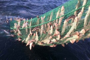 Foreningen Cornish Fiskere ønsker at ændre meningsløs EU regel