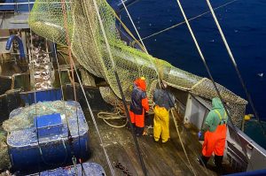 Kutter fra Thyborøn fanger enorm torpedo