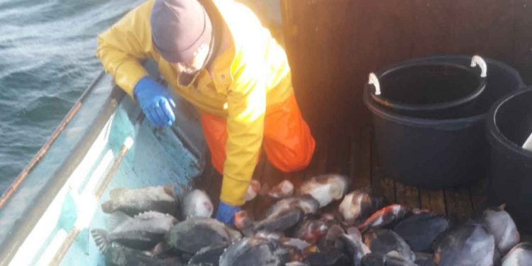 Efter kun få dage i dette mærknings-fiskeri efter stenbidere ud for den jyske Østkyst, måtte fisker Ted Thommesen fra Fjellerup på Djursland, have nye forsyninger af mærker til stenbidere. Mærker, som han i første omgang havde fået 2500 af. Men efter få dage slap de op og der er nu rekvireret yderligere 2000 mærker. privatfoto
