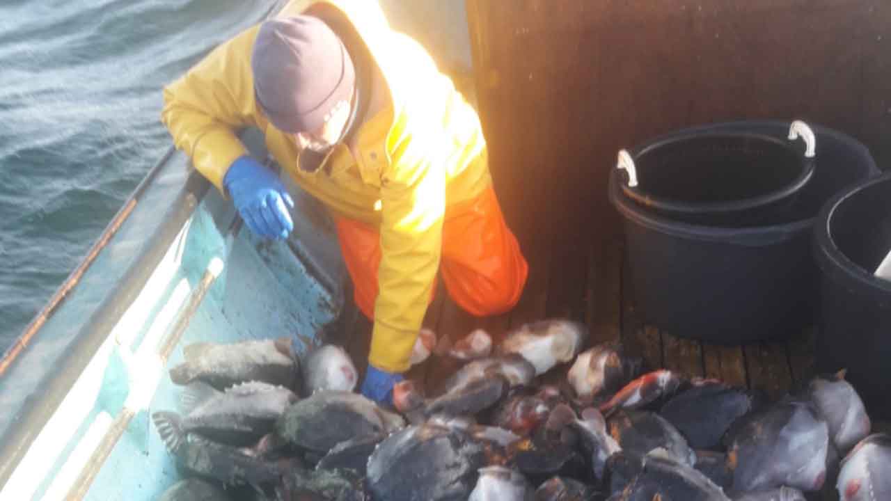 Read more about the article Fisker i DTU´s mærkning af stenbider – »send flere mærker«