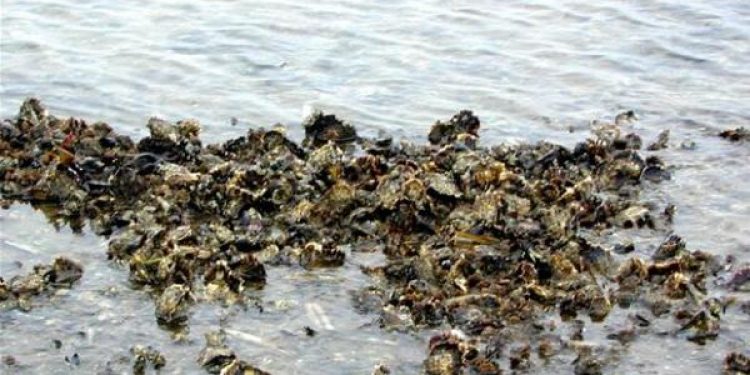 Mulighed for Kina-eksport af invasive stillehavs-østers. Arkivfoto