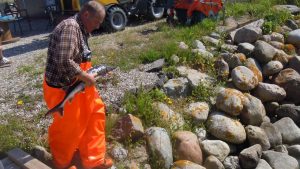 Forhistorisk fisk fanget, ilandbragt og genudsat i Klintholm Havn. privatfoto