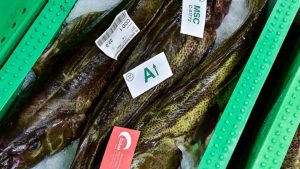 Store torsk landes ved Hanstholm Fiskeauktion - Hanstholm havn