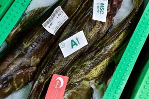 Store torsk landes ved Hanstholm Fiskeauktion - Hanstholm havn