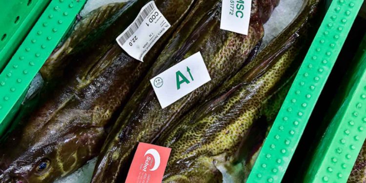 Store torsk landes ved Hanstholm Fiskeauktion - Hanstholm havn