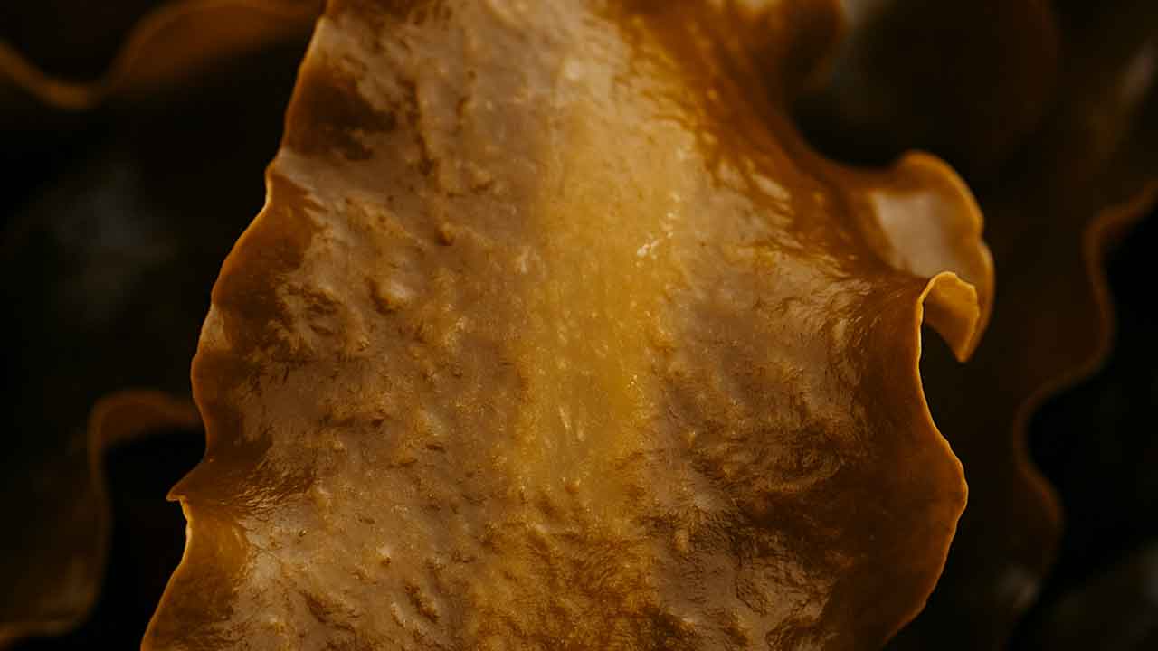 Read more about the article Kokkeelever dystede i Danmarks uofficielle tang-mesterskab