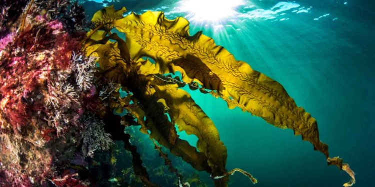 Tangskovene, ofte kaldet »den blå skov«, er livsvigtige for livet langs kysten. Her vokser fisk op, her skjuler de sig for rovdyr, og her jager større fisk om natten.  foto :  sukkertang - Erling Svensen HI:no