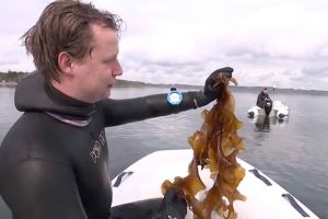 For bare ét år siden blev dødsdommen afsagt - Vejle Fjord var død. Miljøorganisationer og sportsfiskerforbund slog sig sammen i en højtidelig, næsten teatralsk gestus og begravede fjorden – ledsaget af præst, sørgemarch og et kor af frelste miljøforkæmpere, der messede fjordens sidste salme, som var den allerede forsvundet i glemslens mørke. foto: snapshot dr.dk