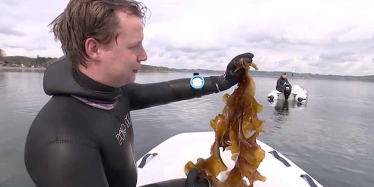 For bare ét år siden blev dødsdommen afsagt - Vejle Fjord var død. Miljøorganisationer og sportsfiskerforbund slog sig sammen i en højtidelig, næsten teatralsk gestus og begravede fjorden – ledsaget af præst, sørgemarch og et kor af frelste miljøforkæmpere, der messede fjordens sidste salme, som var den allerede forsvundet i glemslens mørke. foto: snapshot dr.dk