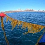 Hvor fiskeriet og havbruget ofte kæmper med dyre, teknologiske krav, viser et nyt norsk forskningsprojekt en opsigtsvækkende genvej til succes. foto: Alexander Juterbock Hi.No