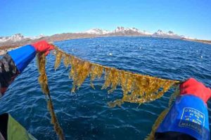 Hvor fiskeriet og havbruget ofte kæmper med dyre, teknologiske krav, viser et nyt norsk forskningsprojekt en opsigtsvækkende genvej til succes. foto: Alexander Juterbock Hi.No