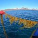 Hvor fiskeriet og havbruget ofte kæmper med dyre, teknologiske krav, viser et nyt norsk forskningsprojekt en opsigtsvækkende genvej til succes. foto: Alexander Juterbock Hi.No