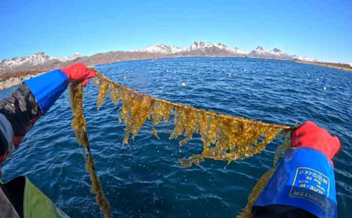 Read more about the article Enkel metode kan fordoble tangproduktionen i havet