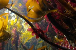 Norges kyster er hjemsted for nogle af verdens mest artsrige tangskove. Her kan én tang-stilk huse op mod 100.000 forskellige organismer. Men nu er en tredjedel af Norges tangskove forsvundet og det sker dobbelt så hurtigt som man oplever det med regnskovene i Amazonas. foto: Haakon Kolderup - Forskning.No