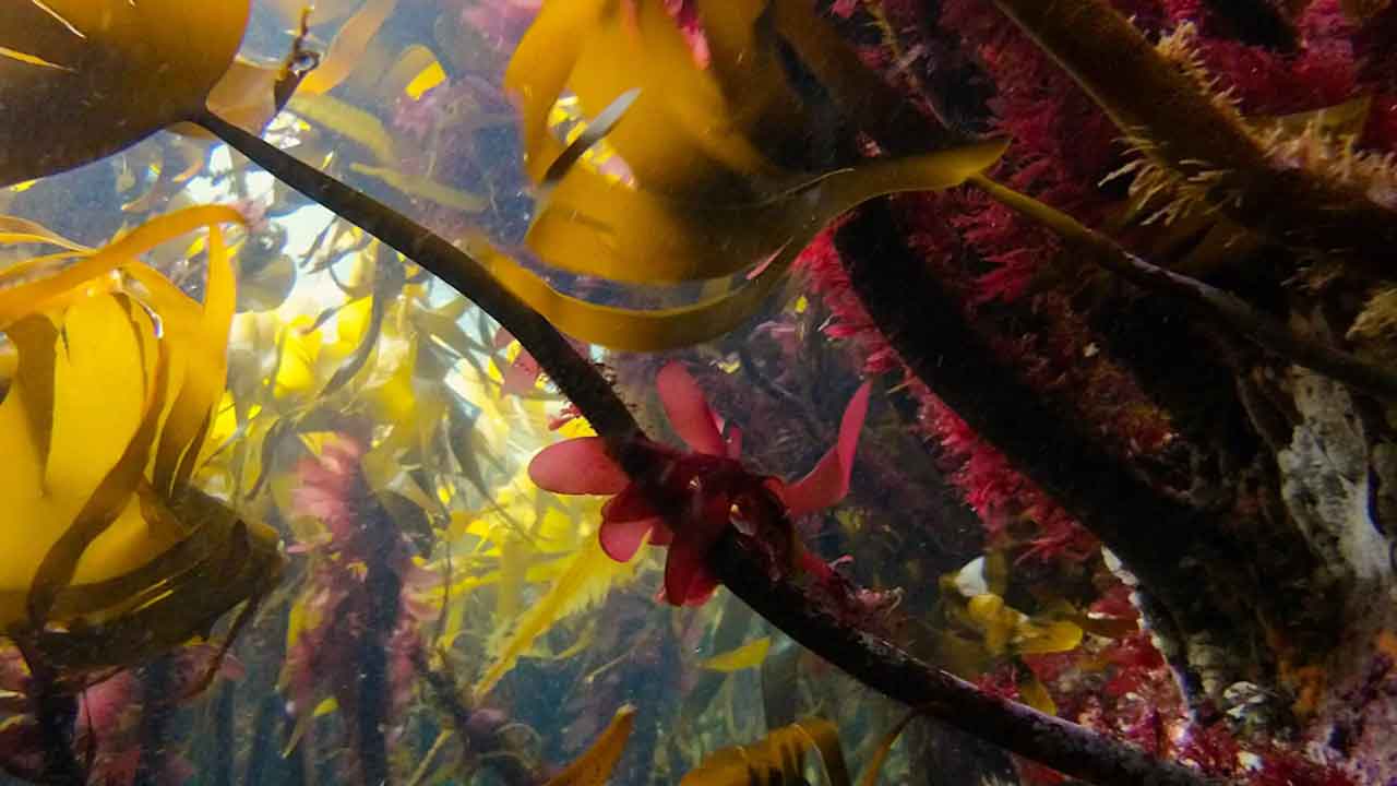Read more about the article En katastrofe i havet – en tredjedel af de norske tangskove er forsvundet