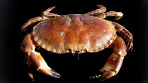 Fra Nordsøen må der landes maks. 75 kg aftagne krabbekløer eller 1 vægtprocent af den samlede fangst. foto: Wikipedia