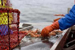 Fremtidens fiskeri i de indre farvande: Nyt seminar kobler grøn omstilling med sikkerhed på dækket. foto: FiskerForum.dk