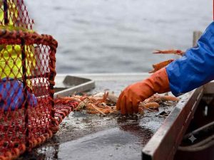 Fremtidens fiskeri i de indre farvande: Nyt seminar kobler grøn omstilling med sikkerhed på dækket. foto: FiskerForum.dk