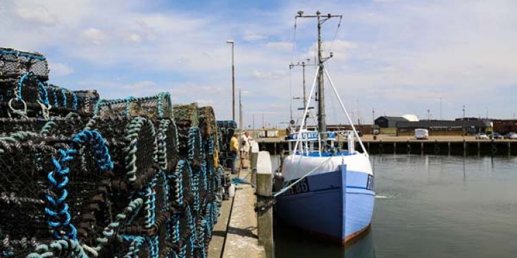 Tejner på kajen i Hvide Sande.  Foto: Skipper Jens Fredrichsens Danmark ligger til kaj - FiskerForum